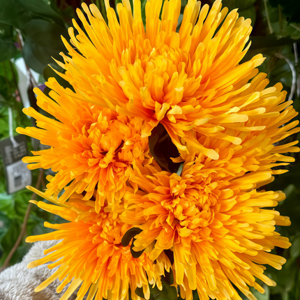 Zinnia Elegans 'Orange' Vibrant Zinnia Seeds