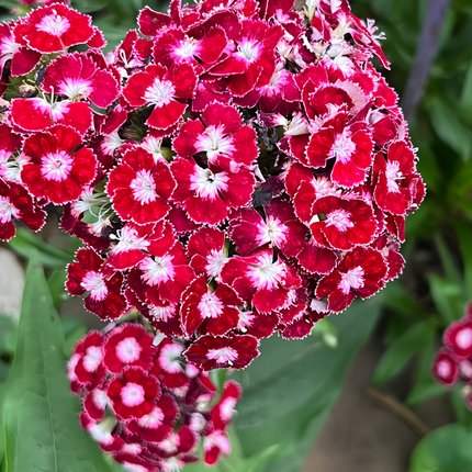 Dianthus 'Spherical Mix' Ornamental Seeds
