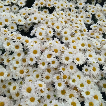 Pure White Aster Seeds — Callistephus Chinensis