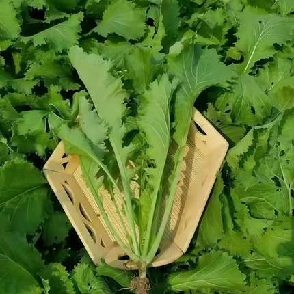 Brassica juncea var. multiceps 'Green' Multi-Shoot Mustard Seeds