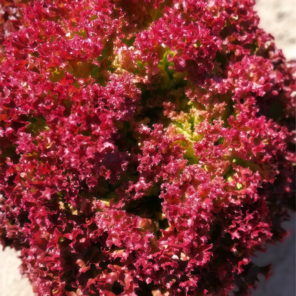 Lactuca sativa 'Red Leaf' Lettuce Seeds