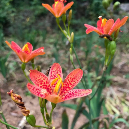 Iris domestica 'Leopard Flower' Ornamental & Medicinal Seeds