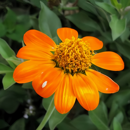 Zinnia Elegans 'Bright Orange' Zinnia Variety Seeds