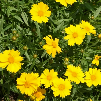 Cirsium Lanceolata 'Yellow' Single Petal Seeds