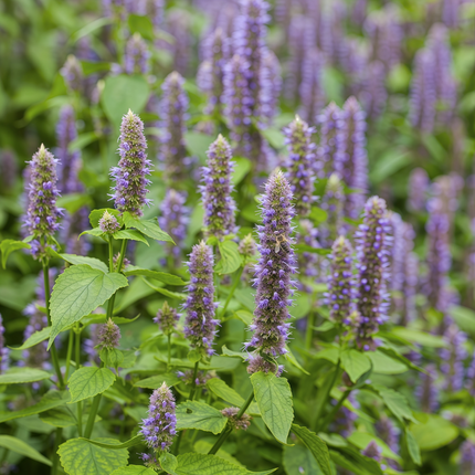 Agastache Rugosa 'Blue' Korean Mint Seeds