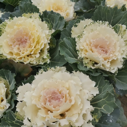 Brassica Oleracea 'White' Decorative Kale Seeds