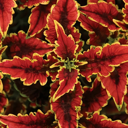 Coleus Scutellarioides 'Mixed' Ornamental Seeds
