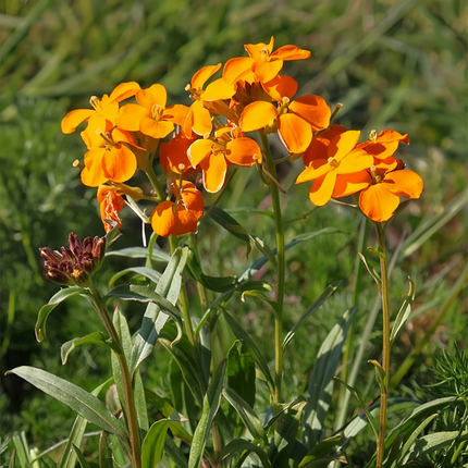 Cheiranthus Allionii 'Yellow' Siberian Wallflower Seeds