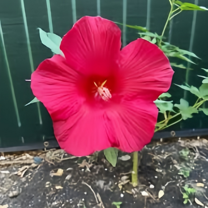 Abelmoschus Moschatus 'Dark Rose' Red Bloom Seeds