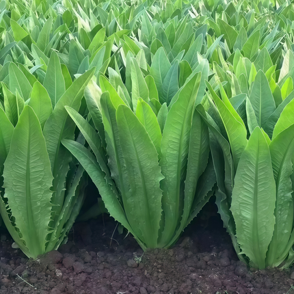 Lactuca sativa 'Green Romaine' Lettuce Seeds