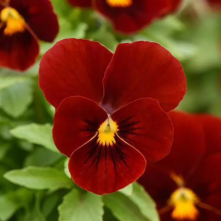 Viola Cornuta 'Pure Red' Cardinal Red Viola Seeds