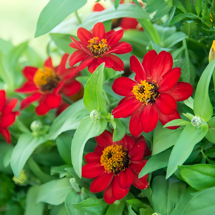 Zinnia Elegans 'Deep Red' Crimson Zinnia Seeds