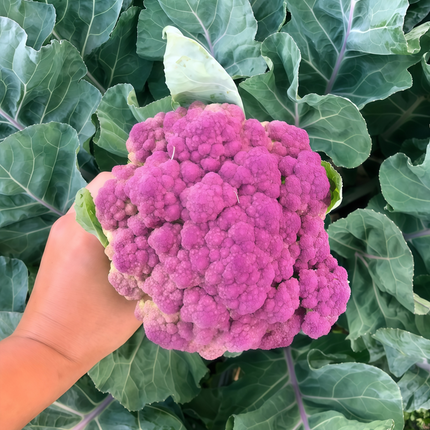 Cleome gynandra 'Purple' Ornamental Spider Flower Seeds