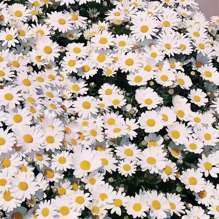Brachycome Iberidifolia 'Snow White' Elegant Daisy Seeds