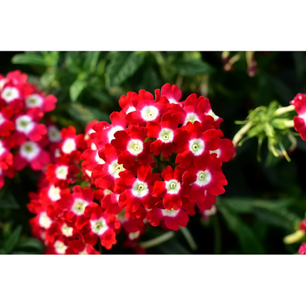 Glandularia Hybrida 'Red Spotted White' Bicolor Seeds