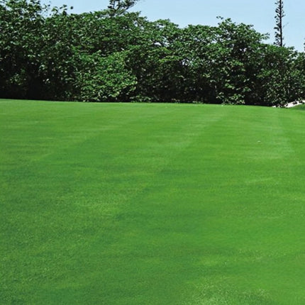 Lolium perenne 'Merit' Perennial Ryegrass Turf Seeds