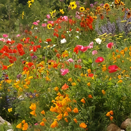 Seasonal Bloom Flower Combination Mix Seeds