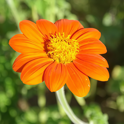 Tithonia Rotundifolia 'Orange' Mexican Sunflower Seeds