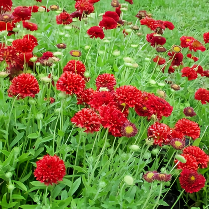 Zinnia Elegans 'Red Double' Double Petal Seeds