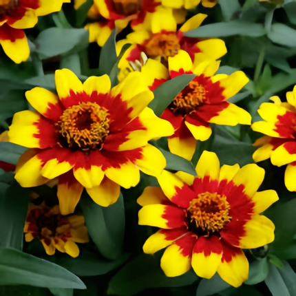 Zinnia Elegans 'Red Yellow Gradient' Bicolor Seeds
