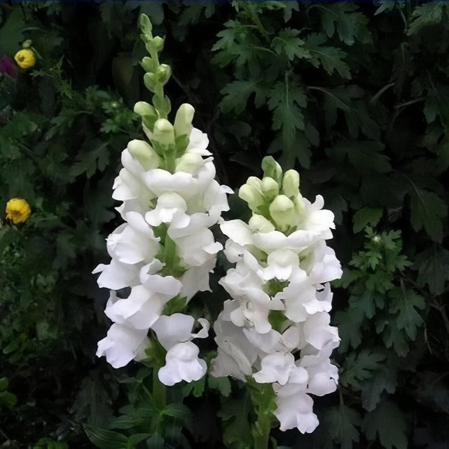 Antirrhinum Majus 'White' Ornamental Snapdragon Seeds
