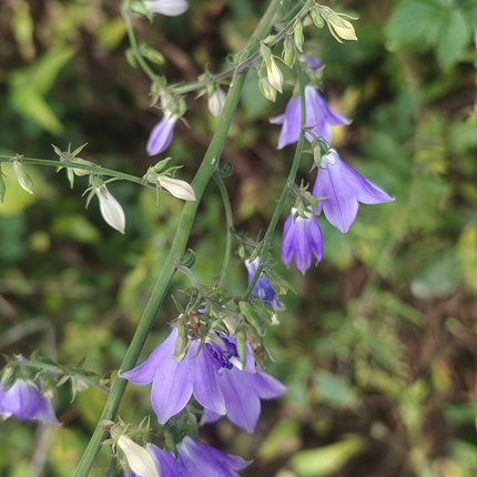 Adenophora tetraphylla ‘Ladybell’ Botanical Specimen Seeds