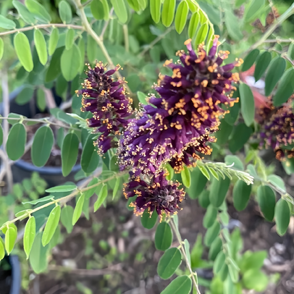 Amorpha fruticosa 'False Indigo' Shrub & Soil Stabilizer Seeds