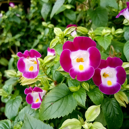 Torenia Fournieri 'Pink' Wishbone Flower Seeds
