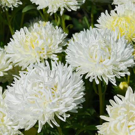 White Aster Seeds — Callistephus Chinensis