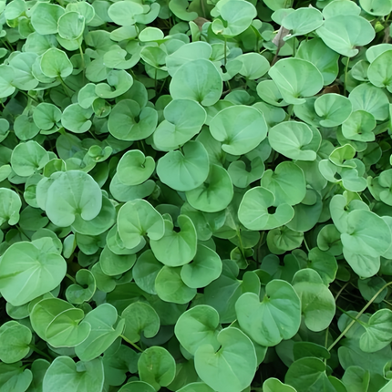 Dichondra repens 'Dichondra' Ground Cover Seeds