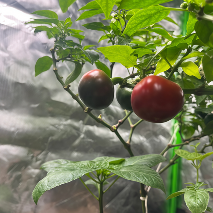 Capsicum annuum var. annuum 'Large Red' Bell Pepper Seeds