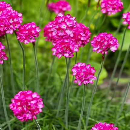 Armeria Maritima 'Rose Red' Sea Thrift Seeds