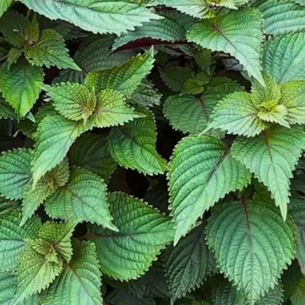 Perilla frutescens 'Zi Su' Medicinal Herb Seeds