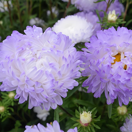 Light Purple Aster Seeds — Callistephus Chinensis