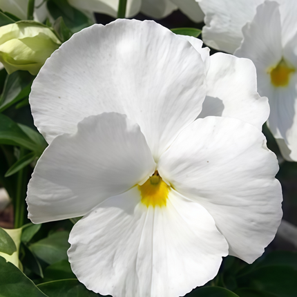 Viola Cornuta 'Pure White' Snow Pansy Seeds