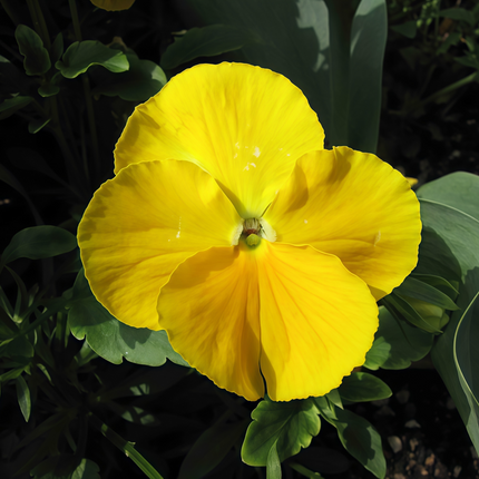 Viola Cornuta 'Solid Yellow' Pure Yellow Pansy Seeds