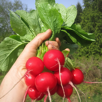 Raphanus sativus 'Red Radish' Root Vegetable Seeds