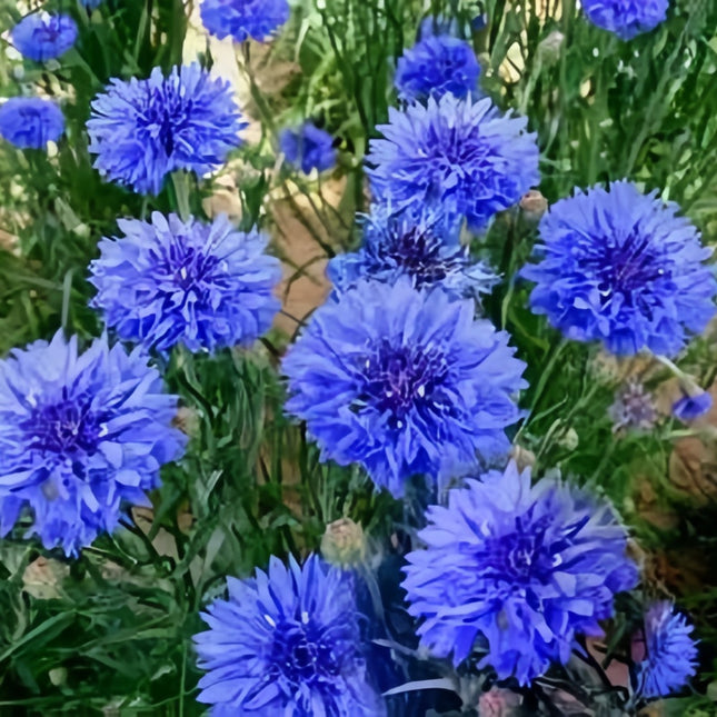 Classic Blue Cornflower Seeds- Centaurea Cyanus