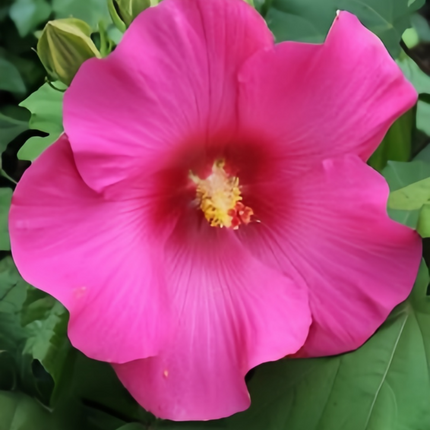 Abelmoschus Moschatus 'Rose Pink' Ornamental Seeds