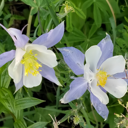 Aquilegia Vulgaris 'Blue' Classic Columbine Seeds