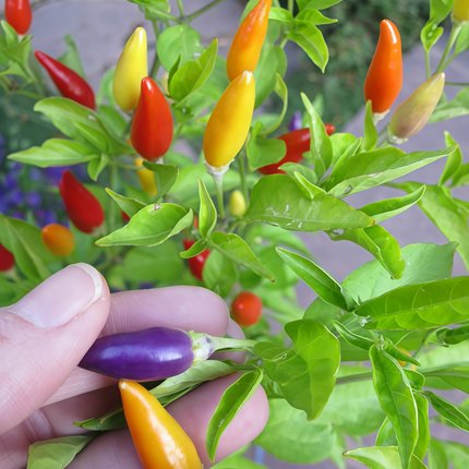 Capsicum annuum var. conoides 'Mix' Cone Pepper Seeds