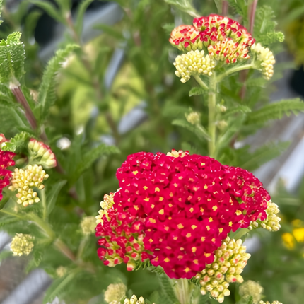 Achillea Millefolium 'Red' Yarrow Flower Seeds