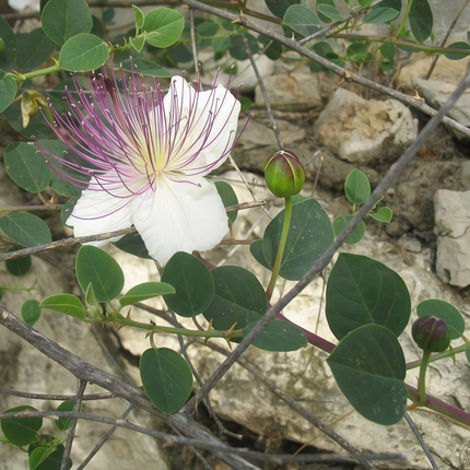 Capparis spinosa 'White' Caper Bush Seeds