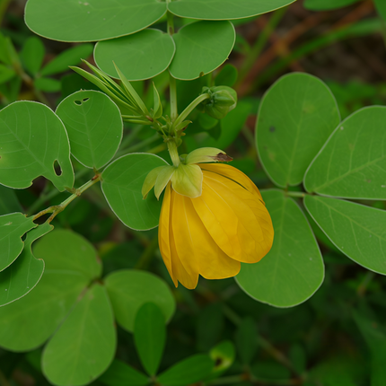 Thermopsis lanceolata ‘Golden Banner’ Wild Perennial Legume Seeds