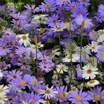 Brachycome Iberidifolia 'White' Swan River Daisy Seeds
