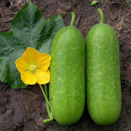 Benincasa hispida 'Small' Mini Winter Melon Seeds