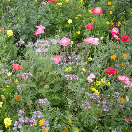 Heat Resistant Flower Combination Mix Seeds