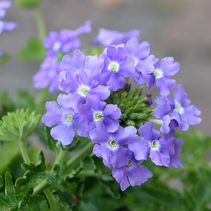 Glandularia Hybrida 'Blue' Verbena Flower Seeds