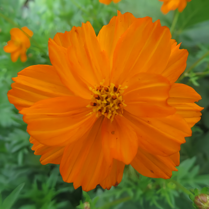 Cosmos Sulphureus 'Orange' Sunshine Seeds