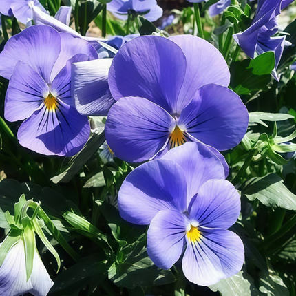 Viola Cornuta 'Pure Blue' True Blue Viola Seeds